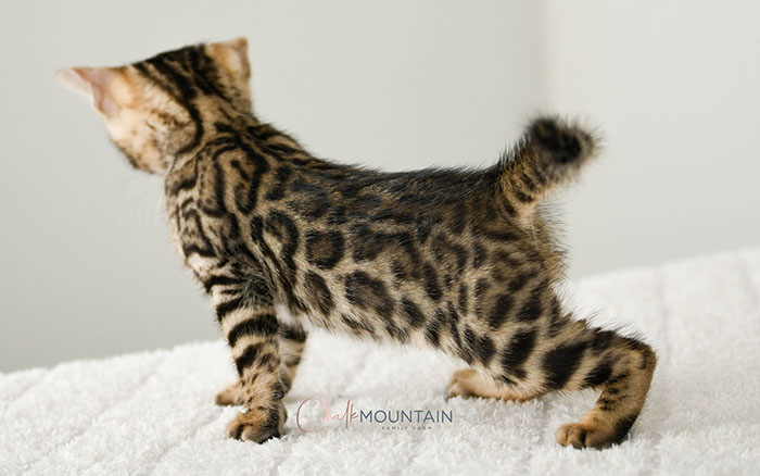 Bengal kitten for sale